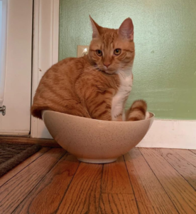 fruit bowl cat