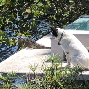 a white dog sitting staring at an iguana