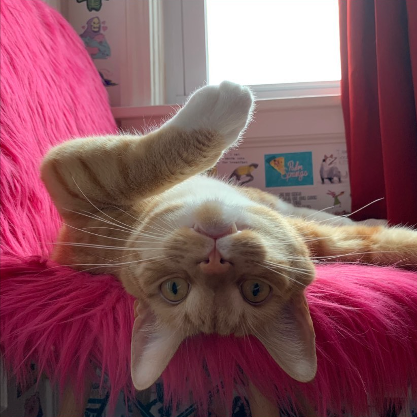 orange tabby cat sitting upside down on a furry pink chair