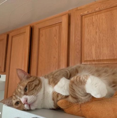 an orange cat lying on top of a refrigerator