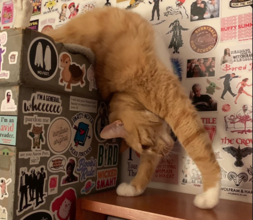 an orange cat bending backwards over the side of a bookcase