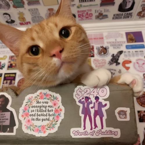 orange cat looking over the side of a book case