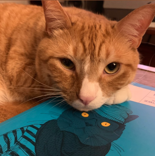 an orange cat with its head resting on a blue book
