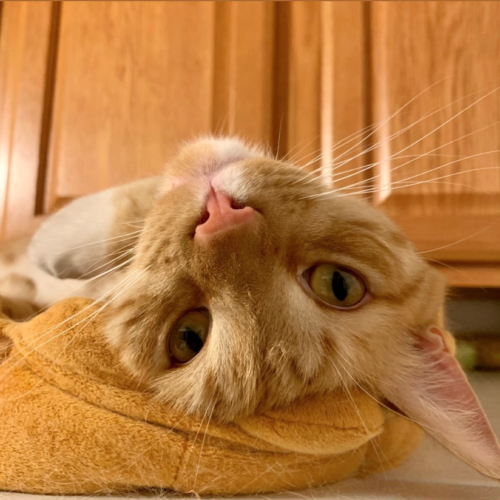 orange cat with head tipped upside down