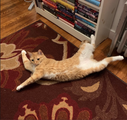 orange cat stretched on the floor