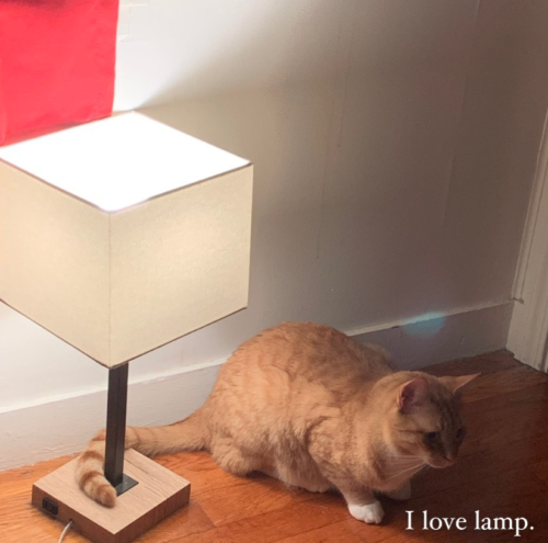 orange cat sitting on floor with his tail curled around the base of a lamp