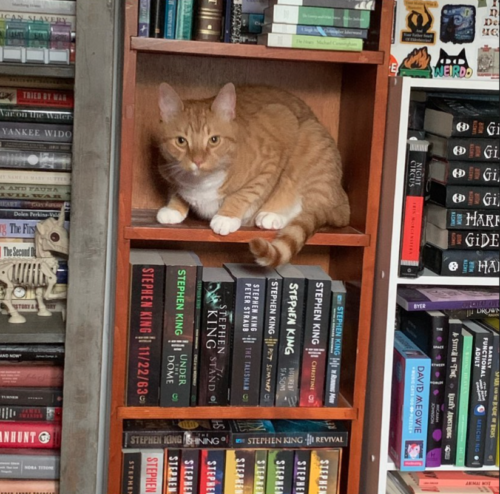 orange cat sitting on the shelf of a bookcase