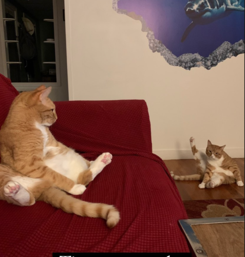 two orange cats stretching