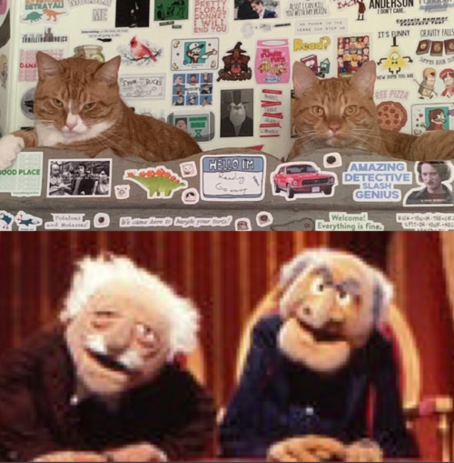 image of two cats above an image of the Muppets' Waldorf and Statler