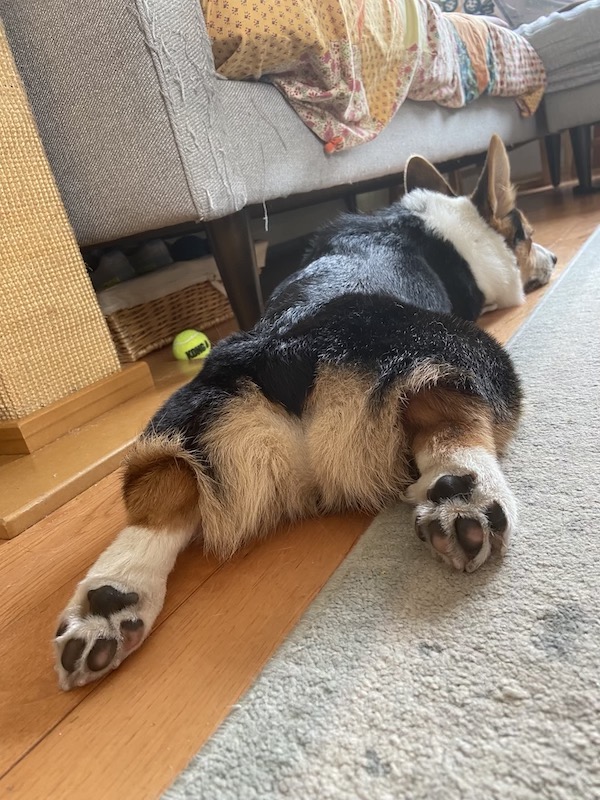 Backside of Corgi dog lying down on floor