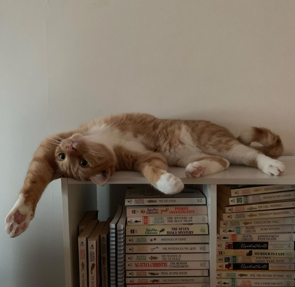 orange cat lying upside down on a bookcase full of agatha christie books