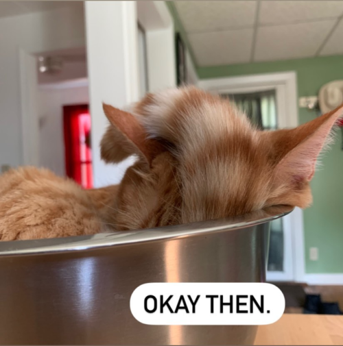 an orange cat sitting in a silver bowl with its tail flipped over its head