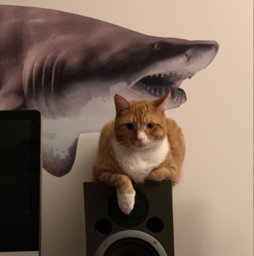 an orange cat sitting on a speaker in front of a large decal of a bull shark