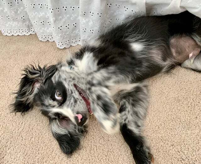 A cocker spaniel and Australian Shepherd mix puppy rolling around on the floor with a goofy grin