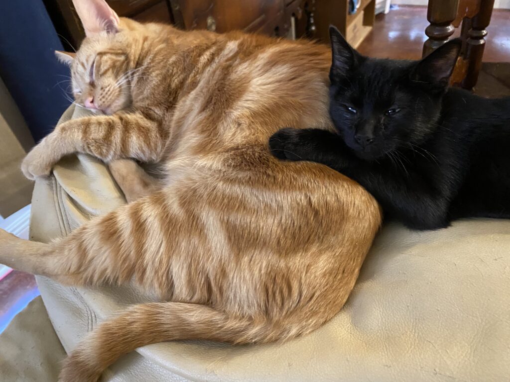 orange and black cat snuggling