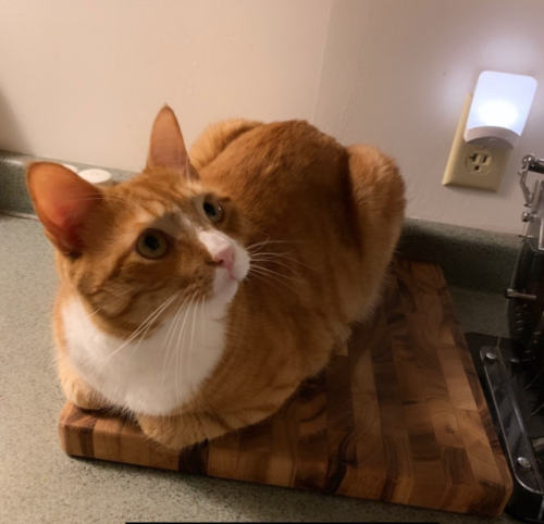 orange cat sitting on a brown cutting board