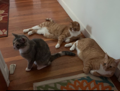 three cats, one gray and two orange, standing and sitting in front of a door