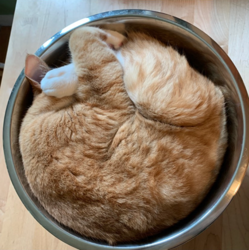 an orange cat curled up in a silver bowl