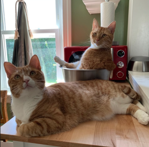 two orange cats, one sitting in a silver bowl in front of a red microwave, the other on the table in front. photo by Liberty Hardy
