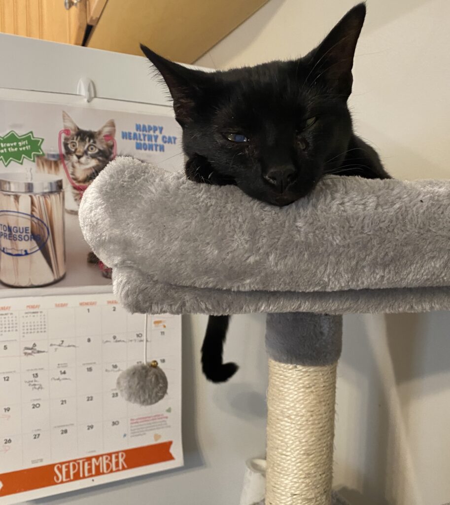 black cat and calendar