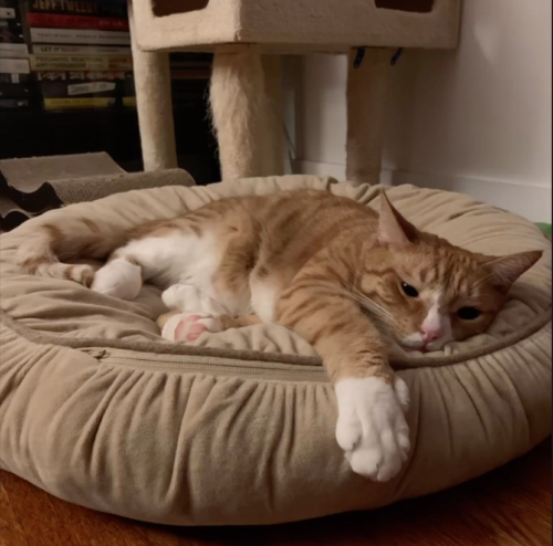 orange cat sleeping in a tan bed