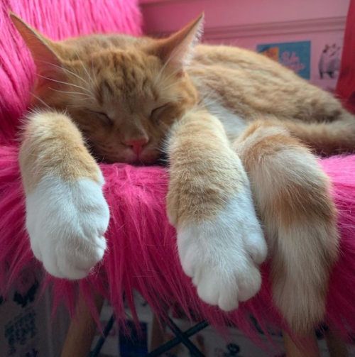 orange cat sleeping on a fuzzy fluorescent pink chair, photo by Liberty Hardy