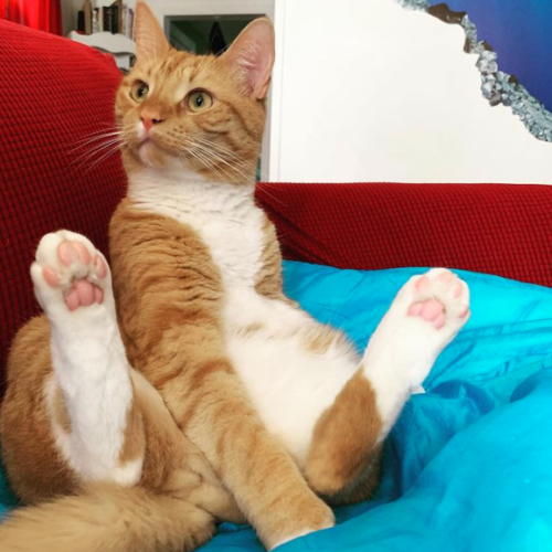 orange cat sitting on a blue blanket like a human. photo by Liberty Hardy