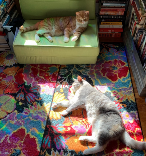an orange cat and a gray calico cat sitting in the sun in a green chair and a floral rug
