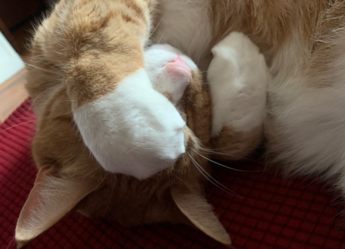an orange cat with its paws curled over its face