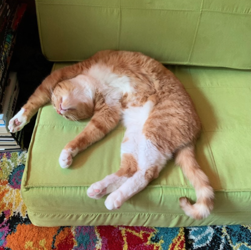 orange cat sleeping upside down on a lime green chair