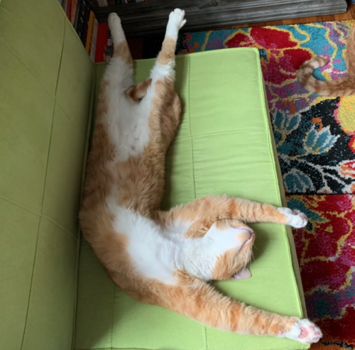 orange cat lying upside down on a green chair