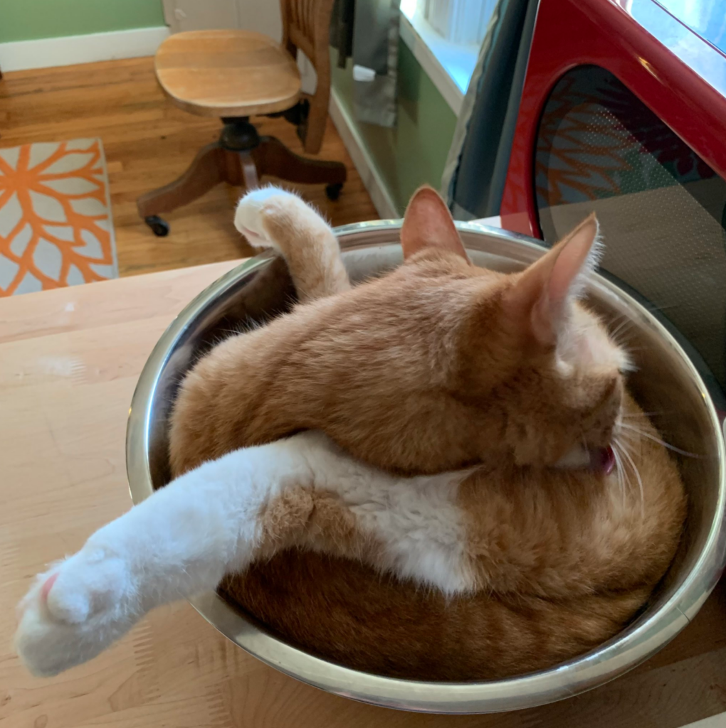 orange cat folded up in a silver bowl; image by Liberty Hardy