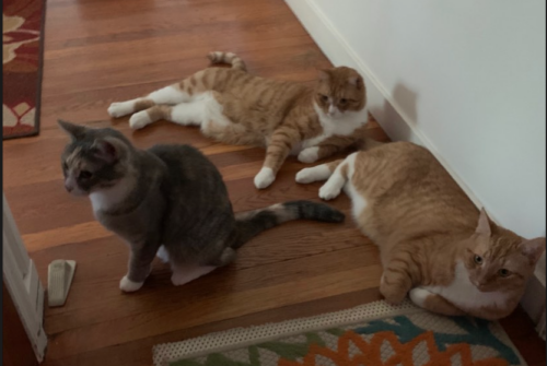 two orange cats and a gray calico sitting in front of a wooden door.