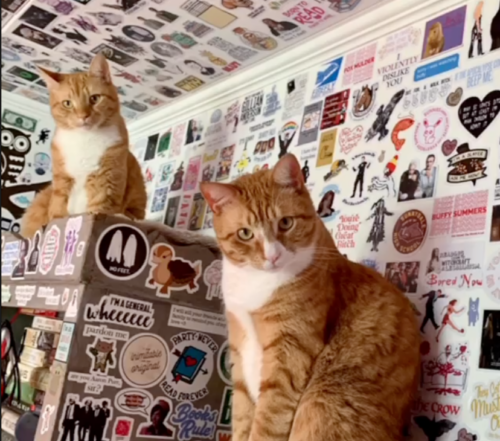 two orange cats sitting on top of a gray bookcase and both looking at the camera; photo by Liberty Hardy