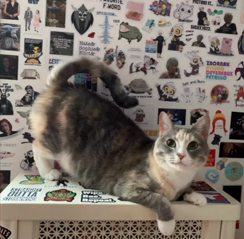 gray calico cat sitting on a white radiator in front of a wall covered in stickers; photo by Liberty Hardy