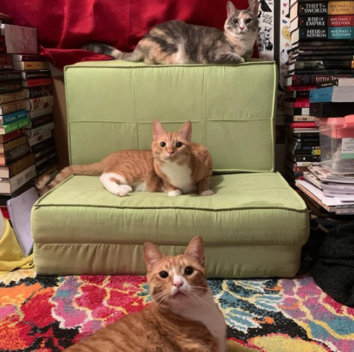 three cats sitting on and in front of a green chair—two orange tabbies and a faded calico; photo by Liberty Hardy