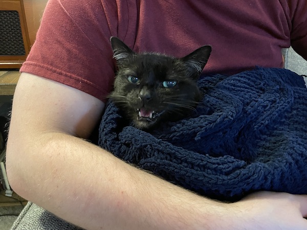 Black cat wrapped in a blanket, meowing