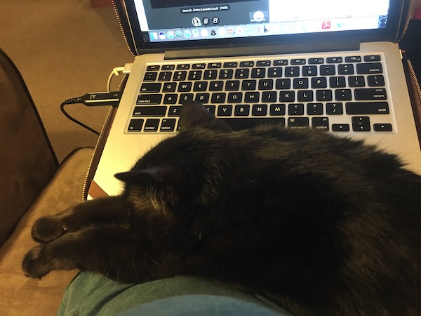 a photo of a black cat stretched across a laptop in a person's lap