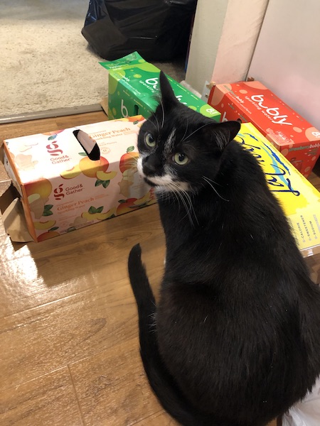 black and white cat looking over its shoulder next to la croix boxes