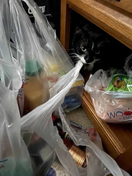 black and white cat hiding under an end table surrounded by grocery bags