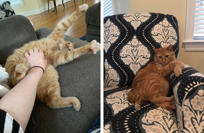 two photos of an orange cat. In the first he is getting belly rub with paws stretched out. In the second he is sitting up in armchair with paws crossed, Z-shaped tail visible.
