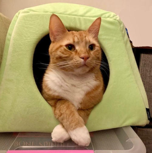 an orange cat sitting in a green cat bed with its paws crossed