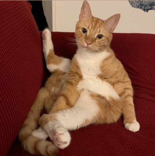 orange cat sitting on a couch like a human, with one leg straight up against the back of the couch
