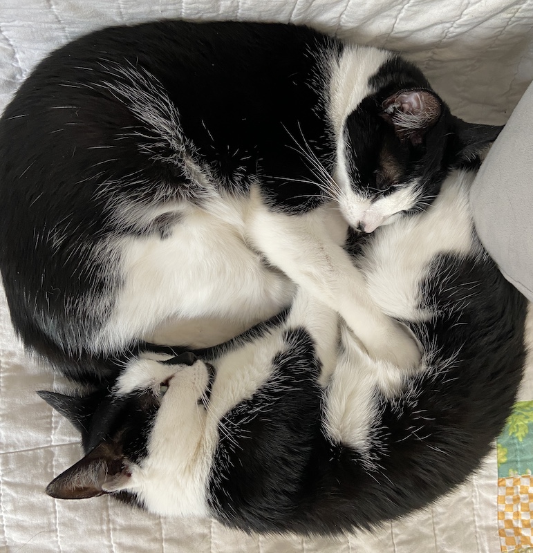 two black and white cats lying next to each other, looking like a yin yang symbol