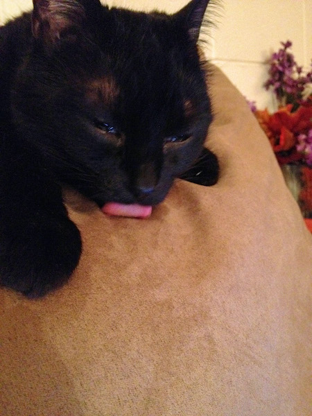 black-cat-licking-couch