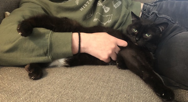 black cat laying on his side with his back legs wrapped around a woman's arm