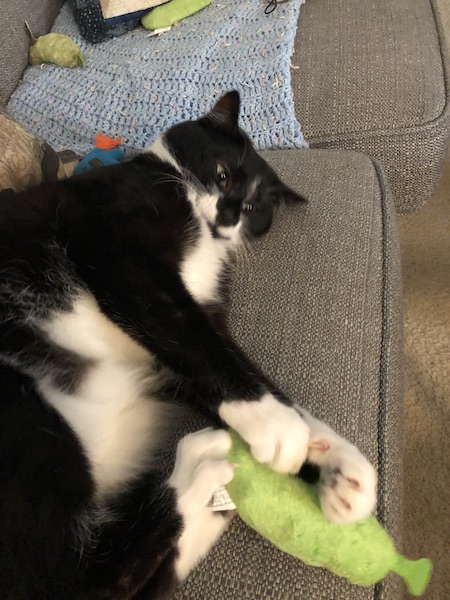 black and white cat playing with plush cat toy that looks like a pickle