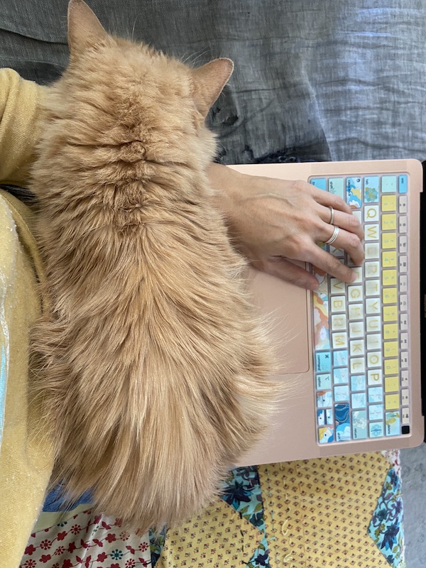 a fluffy orange cat sits on the author's lap while she types on the colorful keyboard of a MacBook laptop