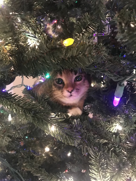 tabby-cat-sitting-in-christmas-tree