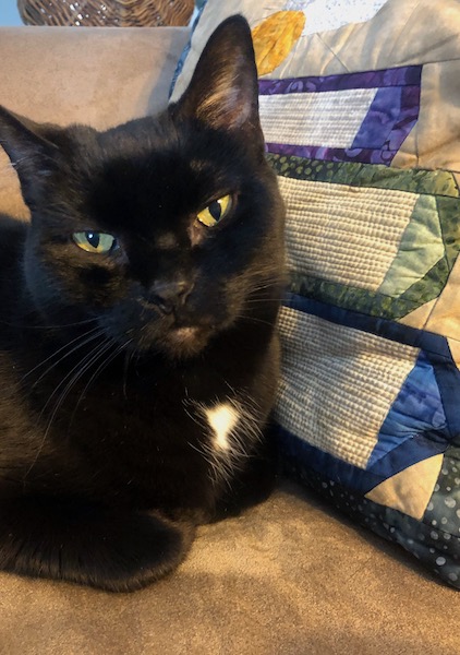 black cat laying next to colorful pillow looking at camera